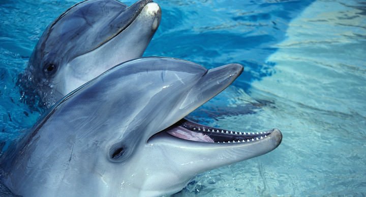 Bottlenosed Dolphins