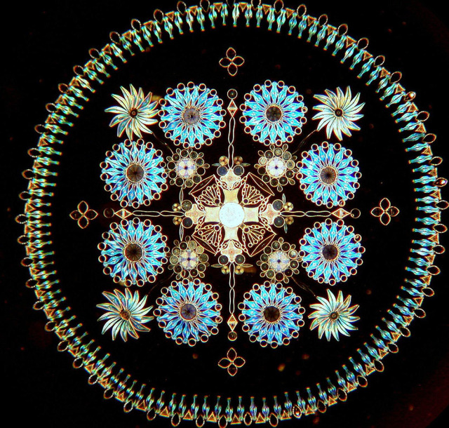 diatom-2