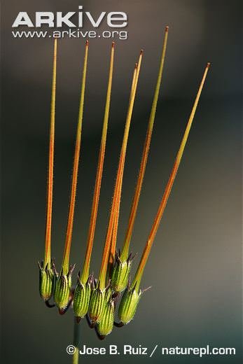 Erodium-cicutarium-seeds-close-up