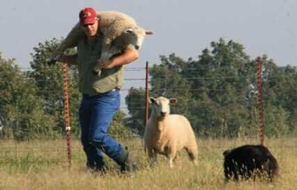 carrying_sheep-427x480_ngw6