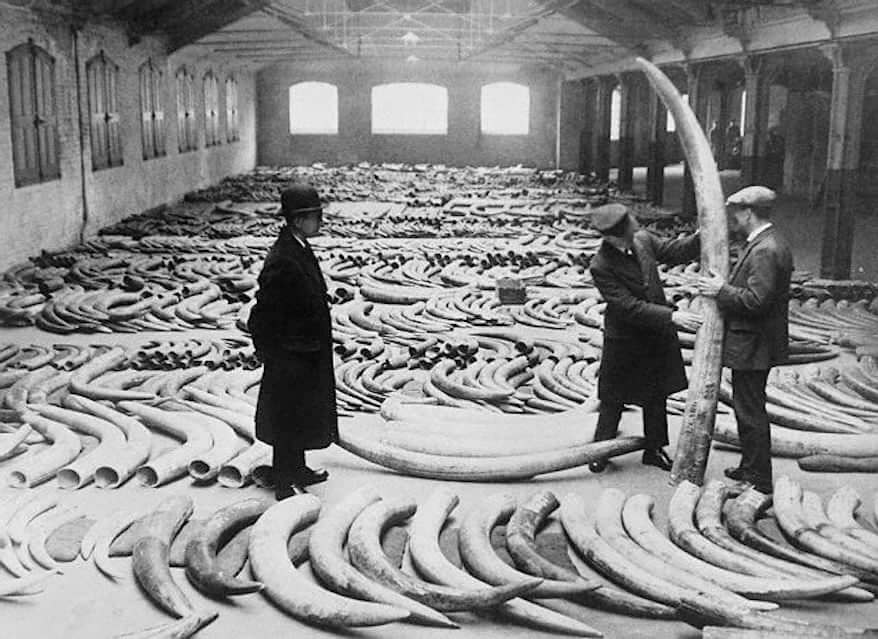 05 May 1922, London, England, UK --- Ever see three quarters of a million dollars worth of ivory tusks? A wonder crner of the London docks in the ivory store house showing a collection of ivory tusks worth $750,000. There are huge carved mammoth tusks from Siberia and elephant tusks from Africa and other elephant stamping grounds. The average price per ton for elephant tusks is about $5,000 per ton. Some of the specimens shown in the photo are over eight feet long. --- Image by © Bettmann/CORBIS