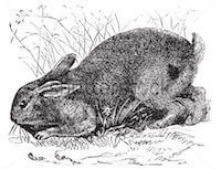 stock-vector-common-rabbit-lepus-cuniculus-or-european-rabbit-vintage-engraving-old-engraved-illustration-of-80854381
