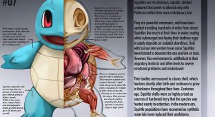 pokemon anatomy pokenatomy christopher stoll 7