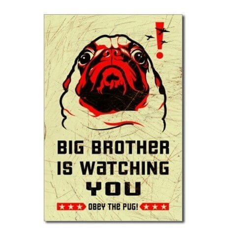 Obey the pug