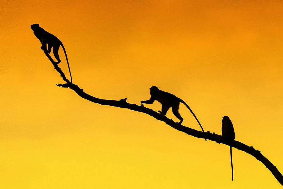 Fotógrafo registra silhuetas de animais selvagens na África