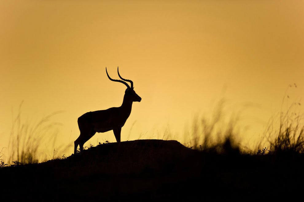 Fotógrafo registra silhuetas de animais selvagens na África