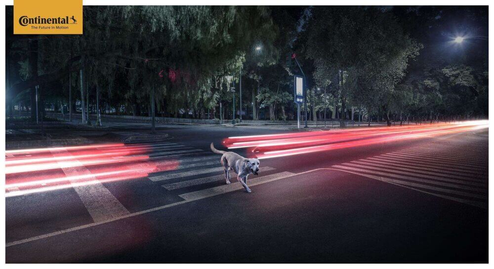 continental luces dog crossing