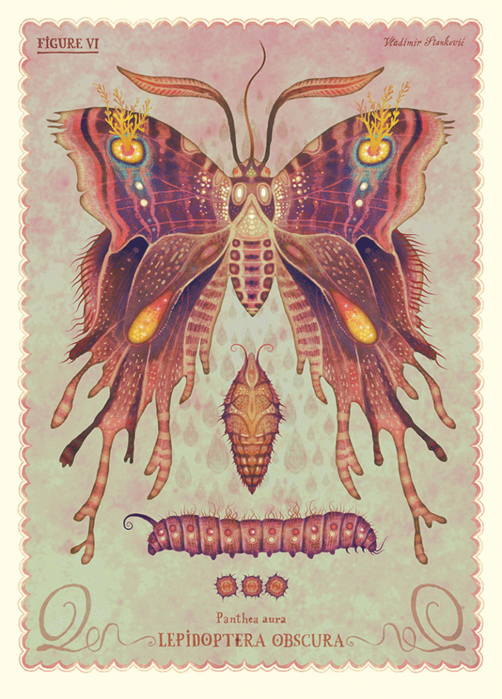 lepidoptera obscura1