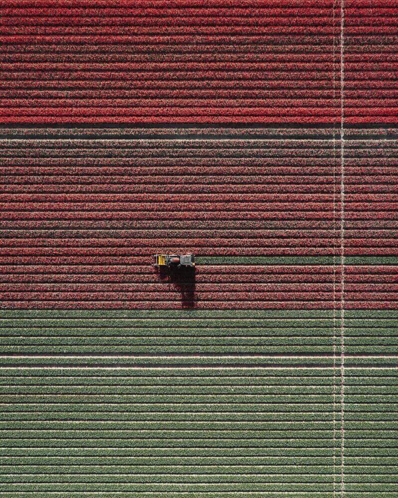 Uma série aérea de plantações de tulipas