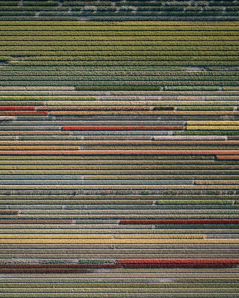 Uma série aérea de plantações de tulipas