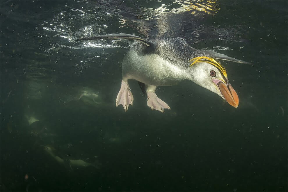 “Creatures Of The Cold”: The Annual Antarctic Photography Exhibition