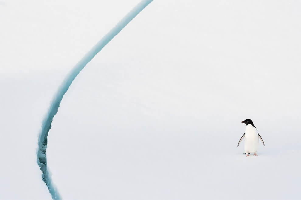 “Creatures Of The Cold”: The Annual Antarctic Photography Exhibition