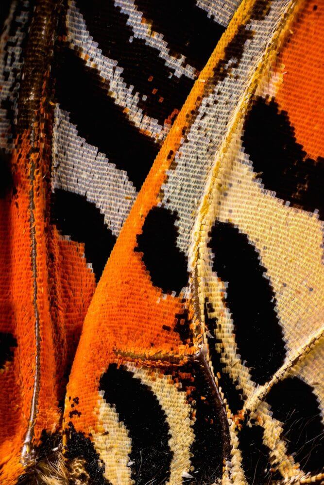 Asas de borboletas bem de perto - Por Chris Perani