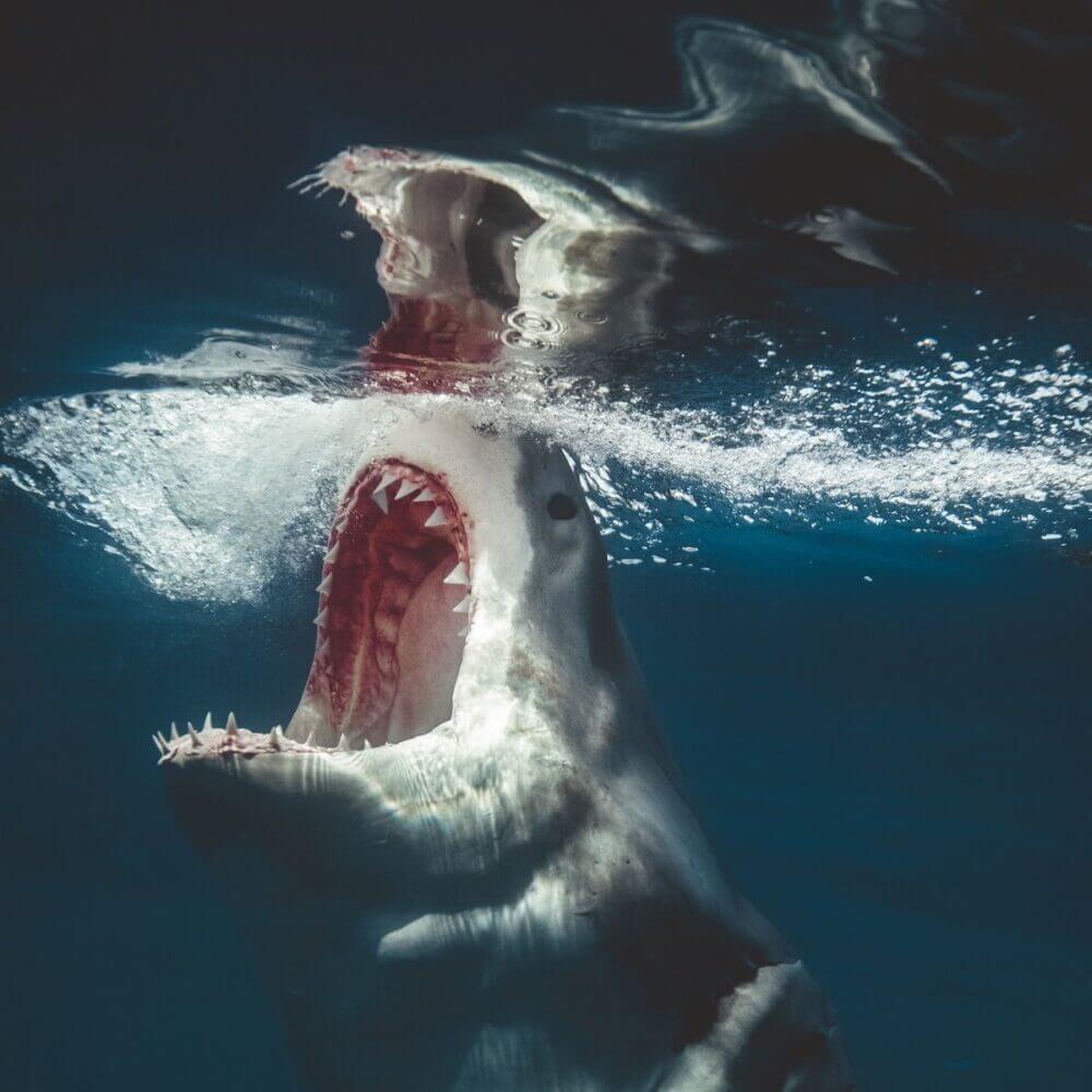Euanart Jaws Shark Photo 4 1 1