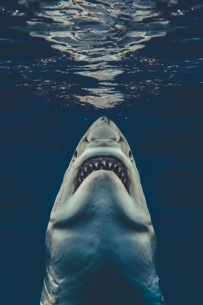 Euanart Jaws Shark Photo 5 1