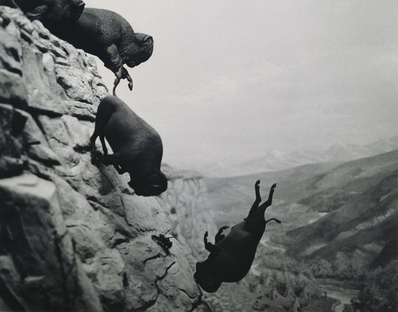 1988 89 Untitled Falling Buffalo
