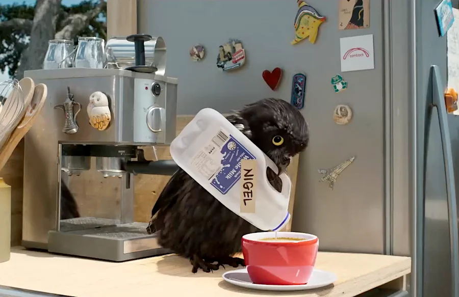 Contact Energy da Nova Zelândia. Black parrot wearing a collar looking at a cup of coffee on kitchen counter with espresso machine and refrigerator magnets in the background.