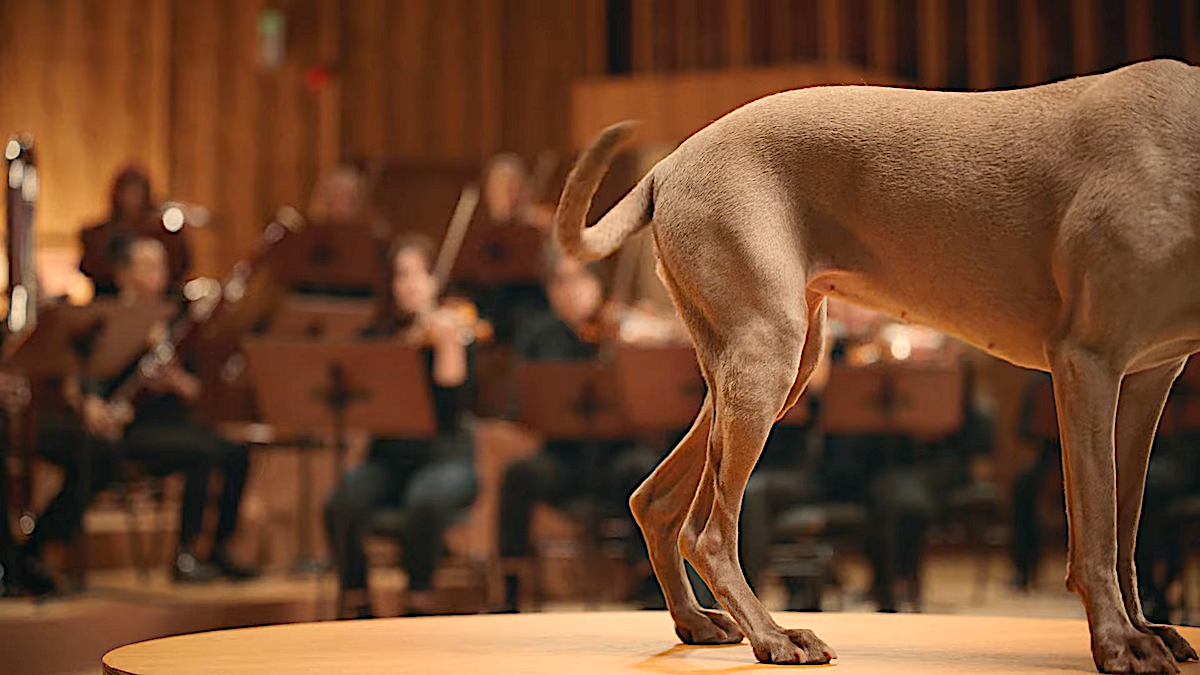 Dog on stage with symphony orchestra in blurred background