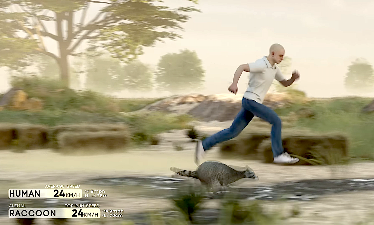 Man running at the speed of a raccoon in an educational comparison image, showcasing average human speed versus a raccoon's top running speed in a natural outdoor setting.